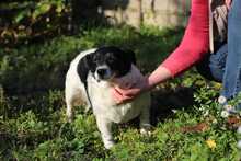 ZORKA, Hund, Mischlingshund in Slowakische Republik - Bild 6