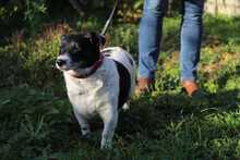 ZORKA, Hund, Mischlingshund in Slowakische Republik - Bild 7