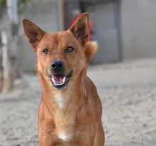 GIOVANNI, Hund, Mischlingshund in Spanien