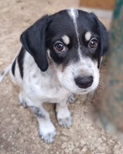 MILES, Hund, Mischlingshund in Griechenland - Bild 1