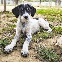 MILES, Hund, Mischlingshund in Griechenland - Bild 10