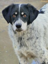 MILES, Hund, Mischlingshund in Griechenland - Bild 17