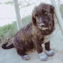 BIJOU, Hund, Mischlingshund in Düsseldorf - Bild 11