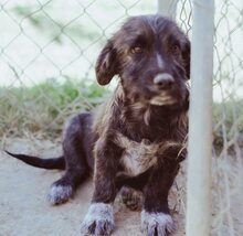 BIJOU, Hund, Mischlingshund in Düsseldorf - Bild 13