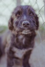 BIJOU, Hund, Mischlingshund in Düsseldorf - Bild 14