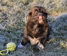 BIJOU, Hund, Mischlingshund in Düsseldorf - Bild 21