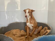 ABEL, Hund, Podenco-Mix in Spanien - Bild 11