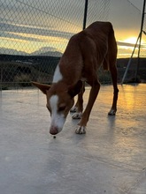 ABEL, Hund, Podenco-Mix in Spanien - Bild 12