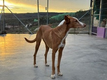 ABEL, Hund, Podenco-Mix in Spanien - Bild 13