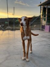 ABEL, Hund, Podenco-Mix in Spanien - Bild 15