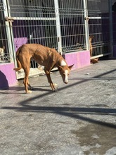 ABEL, Hund, Podenco-Mix in Spanien - Bild 16