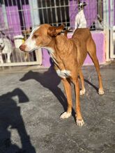 ABEL, Hund, Podenco-Mix in Spanien - Bild 3