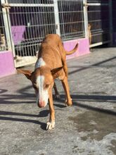 ABEL, Hund, Podenco-Mix in Spanien - Bild 4