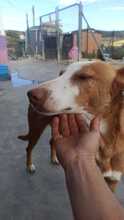 ABEL, Hund, Podenco-Mix in Spanien - Bild 5