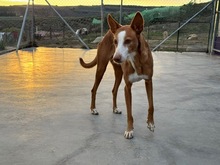 ABEL, Hund, Podenco-Mix in Spanien - Bild 7