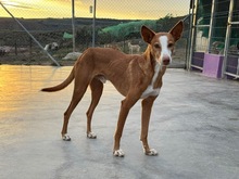 ABEL, Hund, Podenco-Mix in Spanien - Bild 8