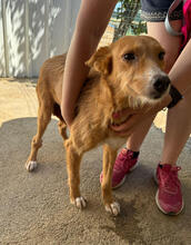 BIJOU, Hund, Mischlingshund in Portugal - Bild 2