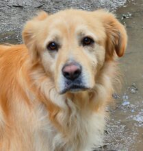 ALPHIE, Hund, Mischlingshund in Griechenland - Bild 10