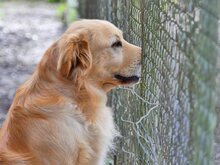 ALPHIE, Hund, Mischlingshund in Griechenland - Bild 11