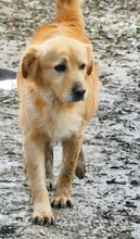 ALPHIE, Hund, Mischlingshund in Griechenland - Bild 12