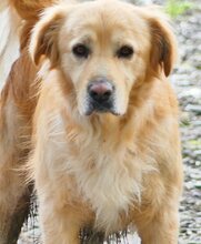 ALPHIE, Hund, Mischlingshund in Griechenland - Bild 13