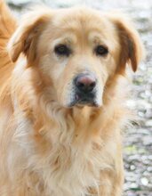 ALPHIE, Hund, Mischlingshund in Griechenland - Bild 14