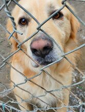 ALPHIE, Hund, Mischlingshund in Griechenland - Bild 8