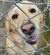 ALPHIE, Hund, Mischlingshund in Griechenland - Bild 9