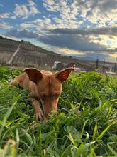 LIPA, Hund, Podenco-Mix in Spanien - Bild 10