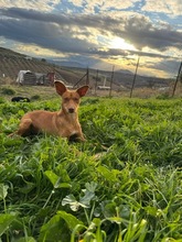 LIPA, Hund, Podenco-Mix in Spanien - Bild 3