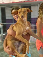 LIPA, Hund, Podenco-Mix in Spanien - Bild 4