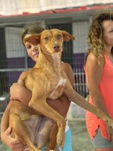 LIPA, Hund, Podenco-Mix in Spanien - Bild 5