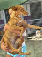 LIPA, Hund, Podenco-Mix in Spanien - Bild 6