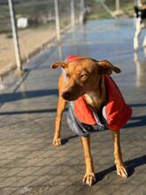 LIPA, Hund, Podenco-Mix in Spanien - Bild 8