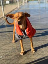 LIPA, Hund, Podenco-Mix in Spanien - Bild 9