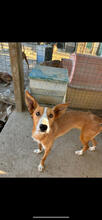 TWIGGY, Hund, Podengo-Mix in Portugal - Bild 5