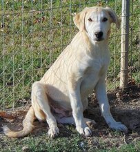 WATSON, Hund, Mischlingshund in Griechenland - Bild 4