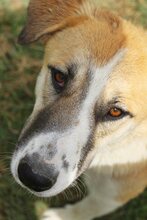 SUKI, Hund, Mischlingshund in Griechenland - Bild 14