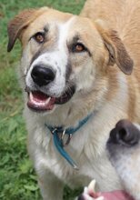 SUKI, Hund, Mischlingshund in Griechenland - Bild 15