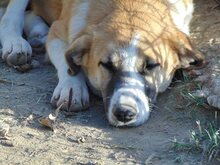 SUKI, Hund, Mischlingshund in Griechenland - Bild 2