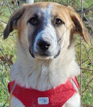 SUKI, Hund, Mischlingshund in Griechenland - Bild 4