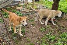 SHERLOCK, Hund, Mischlingshund in Griechenland - Bild 10