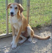 SHERLOCK, Hund, Mischlingshund in Griechenland - Bild 2