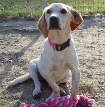 MILLIE, Hund, Mischlingshund in Griechenland - Bild 13