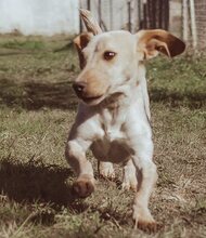 MILLIE, Hund, Mischlingshund in Griechenland - Bild 18