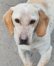 MILLIE, Hund, Mischlingshund in Griechenland - Bild 26