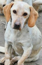 MILLIE, Hund, Mischlingshund in Griechenland - Bild 27