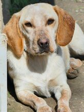 MILLIE, Hund, Mischlingshund in Griechenland - Bild 28