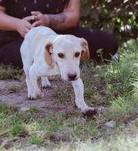 MILLIE, Hund, Mischlingshund in Griechenland - Bild 8