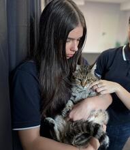 MRSDENIZ, Katze, Hauskatze in Rumänien - Bild 9